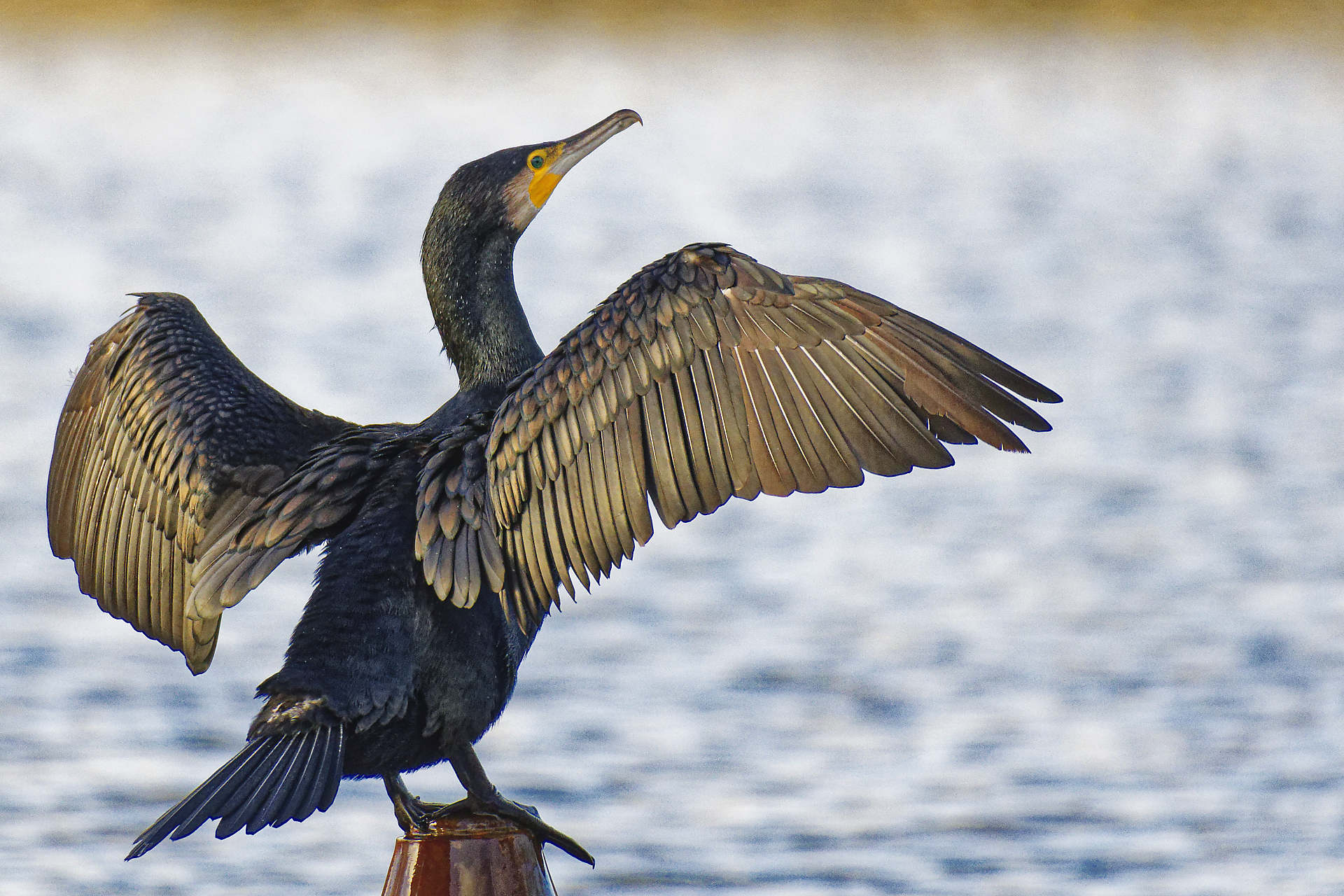 Image Cormoran